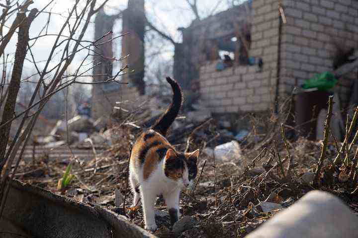Eine Katze geht an einem Haus vorbei, das bei einem Beschuss durch ukrainische Truppen in der Nähe des Dorfes Pionerskoye beschädigt wurde.  Fünf Häuser wurden beschädigt und zwei Zivilisten starben. 