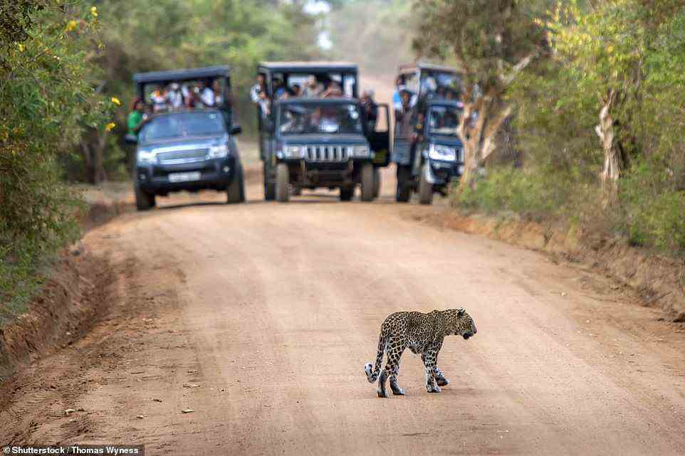 Schwer fassbar: Max suchte im Yala-Nationalpark (im Bild) nach srilankischen Leoparden – sie sind notorisch schwer zu entdecken