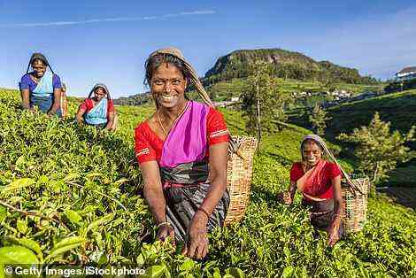 Max erinnert sich, wie er Frauen in leuchtenden Saris mit Körben auf dem Rücken über Teeplantagen trotten sah.  Abgebildet sind tamilische Teepflücker bei der Arbeit in der Nähe von Nuwara Eliya