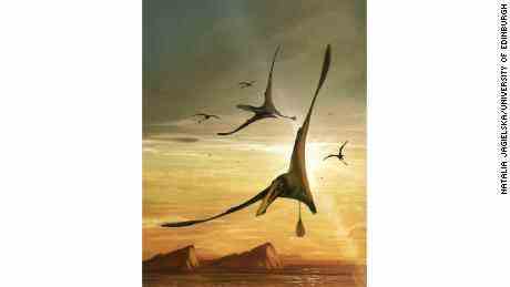 Eine Illustration zeigt den Flugsaurier, der eine Flügelspannweite von mehr als 2,5 Metern (8,2 Fuß) hatte. 