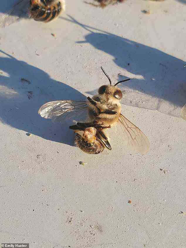 Eine tote Drohnenhonigbiene.  Im Gegensatz zu einer Arbeiterin besteht die einzige Aufgabe einer Drohne darin, sich mit einer unbefruchteten Königin zu paaren