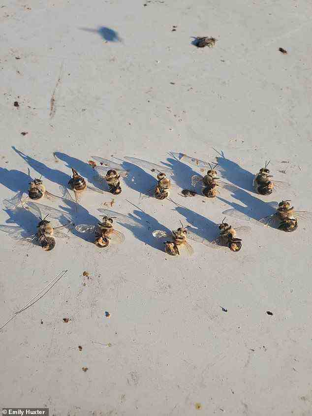 Nahaufnahme von toten männlichen Arbeiterbienen, bekannt als Drohnen, die möglicherweise noch bessere Indikatoren für Umweltveränderungen sind als Bienenköniginnen
