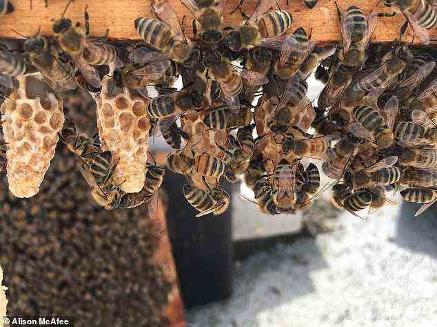 Die Königin ist die Mutter aller Bienen im Stock und dafür verantwortlich, alle Eier zu legen, die zu weiblichen Arbeiterbienen und männlichen Drohnen werden.  Sie lebt ihr Leben im Bienenstock, begleitet von Arbeitsbienen, die sie pflegen und füttern.  Abgebildet, Königinnenzellen mit sich entwickelnden Königinnen