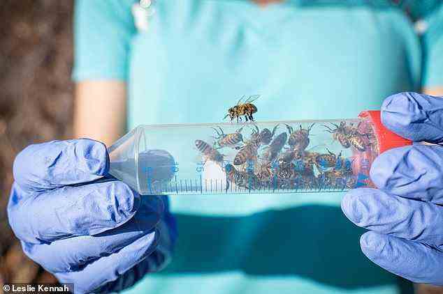 Dr. Alison McAfee ist hier mit lebenden Forschungsbienen abgebildet.  McAfee unterhält Kontakt zu einem Netzwerk von Honigproduzenten und Imkern in ganz British Columbia