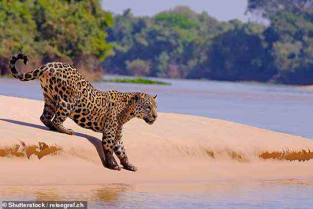 Deborah sagt, sie möchte wegen seiner erstaunlichen Tierwelt ins Pantanal in Südamerika.  Abgebildet ist ein Jaguar im Nationalpark Pantanal Matogrossense