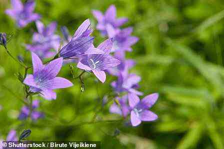 Ausbreitende Glockenblumen kommen nur an 37 Orten in Großbritannien vor