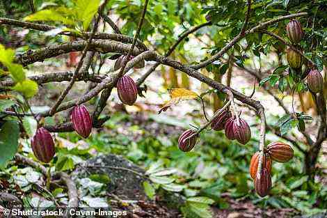 James nahm am jährlichen Schokoladenfestival teil, bei dem Besucher mehr über die drei wichtigsten Kakaobohnen erfahren können.  Abgebildet ist ein Kakaobaum