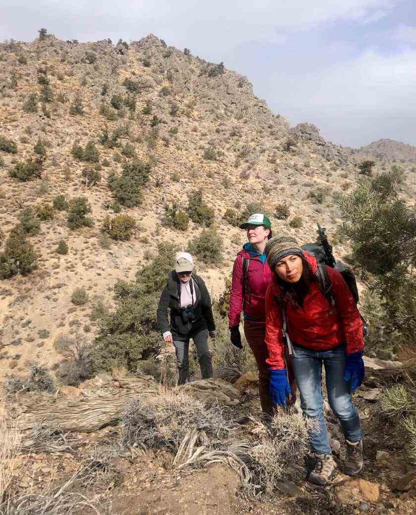 Drei Frauen wandern in einem Gebiet der Conglomerate Mesa-Wildnis, wo das Inyo-Felsen-Gänseblümchen gefunden wird.