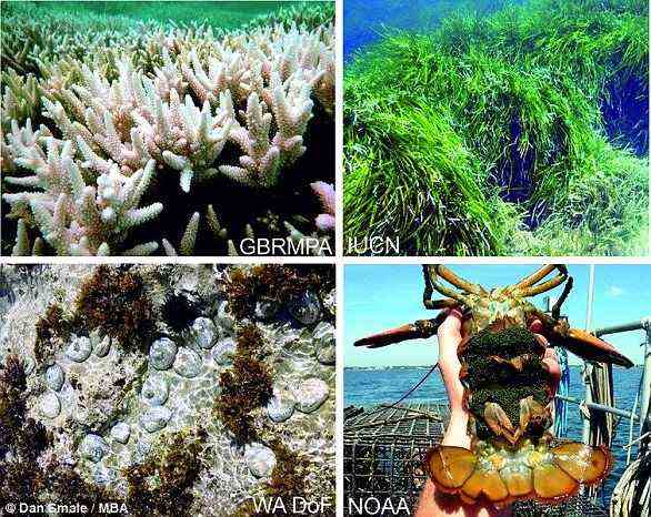 Beispiele für Auswirkungen mariner Hitzewellen auf Ökosysteme und Arten.  Korallenbleiche und Seegrassterben (oben links und rechts).  Massensterben und Musterveränderungen kommerziell wichtiger Arten (unten links und rechts)