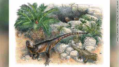Dinky Dinosaurier war der kleinste seiner Art, als er vor 200 Millionen Jahren durch Wales streifte