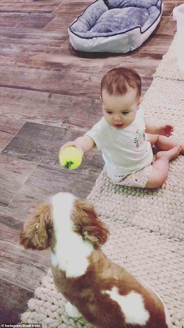 Teilen ist Kümmern!  Am Samstag dokumentierte Bindi Irwin den süßen Moment, in dem ihre Tochter Grace Warrior lernte, einen Tennisball mit ihrem Hündchen Piggy zu teilen
