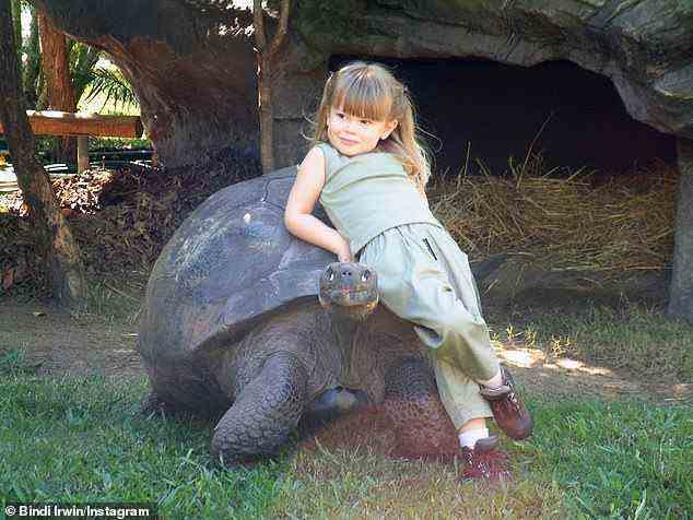 Rückblick: Am Donnerstag teilte Bindi Irwin ein Bild von sich mit einer Schildkröte, bei der die Fans doppelt sahen, und viele wiesen auf ihre Ähnlichkeit mit Tochter Grace hin