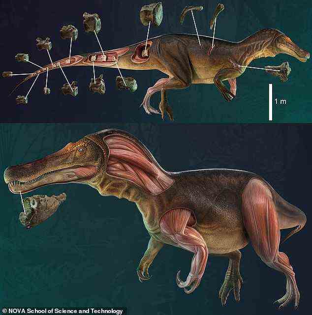 Während erste Studien darauf hindeuteten, dass das Fossil zu einem Dinosaurier namens Baryonyx walkeri gehörte, zeigt die neue Analyse, dass es sich tatsächlich um eine neue Spinosaurierart handelt, die vor 130 Millionen Jahren lebte