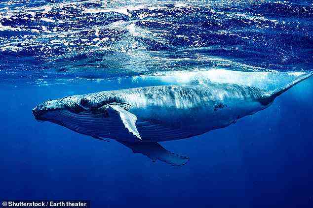 Neue Forschungen haben ergeben, dass einige Buckelwale während ihrer Brutzeit satte 3.700 Meilen (6.000 km) auf der Suche nach einem Partner zurücklegen