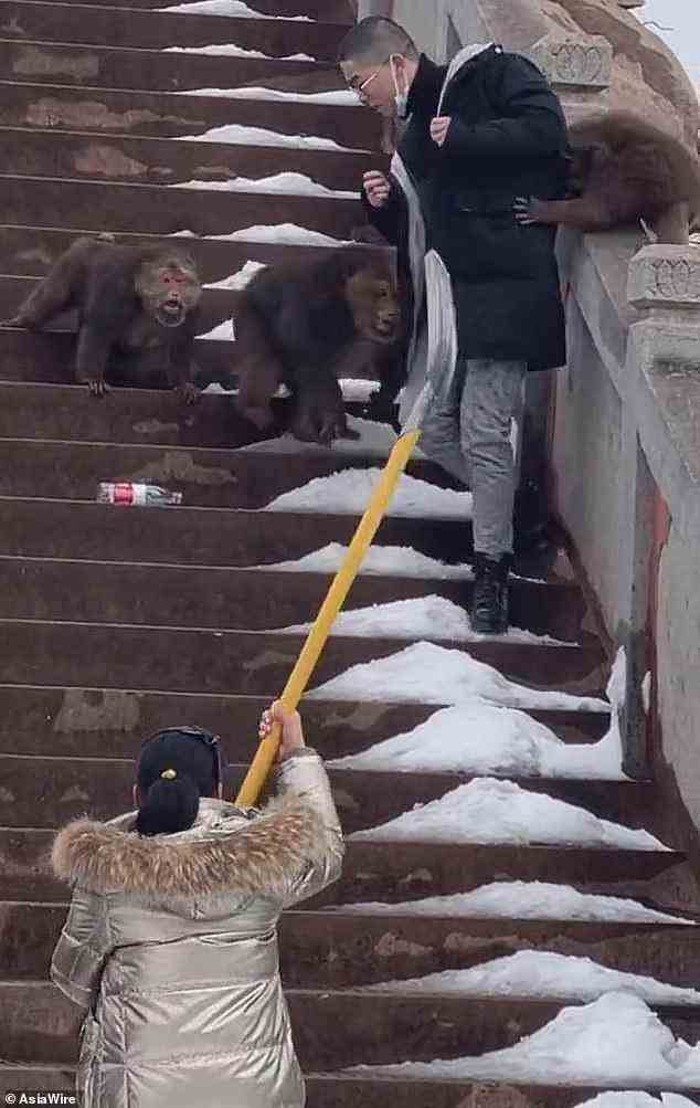 Ein Tourist wurde von diebischen Affen angegriffen, als er die Treppe zu einem buddhistischen Tempel im Süden der chinesischen Provinz Anhui hinaufstieg