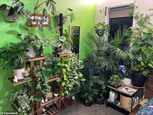 Der 18-jährige Dom aus Queensland hat seinen ganz eigenen Indoor-Dschungel mit Ranken geschaffen, die bis zur Decke reichen, und Blättern, die zum Boden baumeln