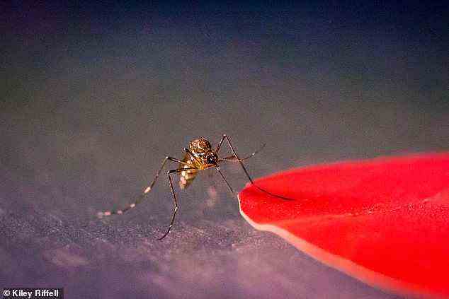 Mücken fühlen sich von bestimmten Farben wie Rot, Orange und Schwarz angezogen, wie eine Studie herausgefunden hat