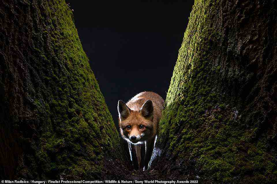 This stunning image is taken from a collection called The Fox's Tale by Hungarian photographer Milan Radisics, who was a finalist in the Wildlife & Nature category of the contest. Radisics followed the same fox for eight months to compile this set of snaps. He said: 'I spent almost every night sitting at the window of my cottage in the middle of the forest – where wild animals live almost as neighbours of the villagers. The young vixen appears in the village after dusk, circles an hour and a half, and appears in a courtyard several times. I observed her movements and behaviour from the darkened room, and took the exposure remotely. I named her Roxy'