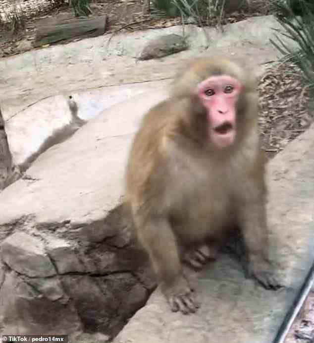 Der abgebildete Affe wurde vom Zauberer Maximiliano Ibarra unterhalten, der den Zoo von Chapultepec in Mexiko-Stadt besuchte