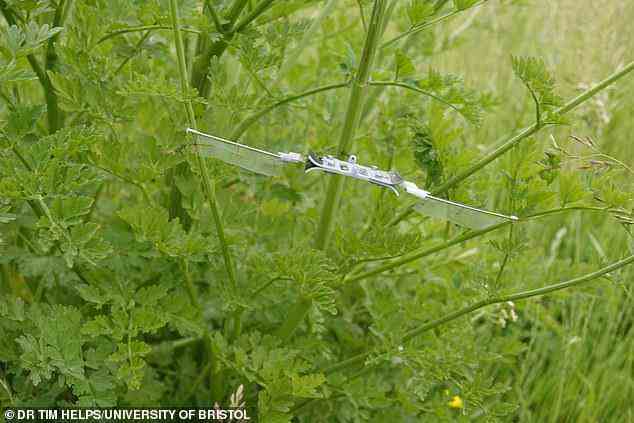 Libelle-ähnlich: Britische Wissenschaftler haben einen von Insekten inspirierten Flugroboter mit Flügeln entwickelt, die dank eines neuartigen elektrischen „Muskels“ summen