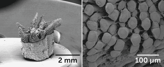 Mikroskopische Bilder von Eidechsenschwanzmuskelbündeln und Nanoporen