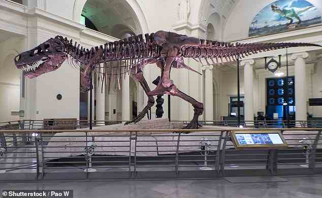 Tyrannosaurus specimen FMNH PR 2081, better known as 'Sue', at the Field Museum of Natural History in Chicago