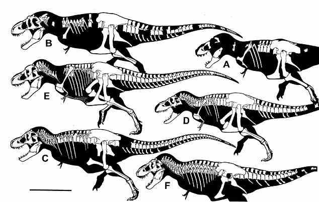 Depicted here are various Tyrannosaurus bone skeletals to same scale (bar equals 2 m) - A) Tyrannosaurus rex; B) Tyrannosaurus rex?; C)Tyrannosaurus regina; D) Tyrannosaurus regina' E) Tyrannosaurus imperator; F Tyrannosaurus incertae sedis
