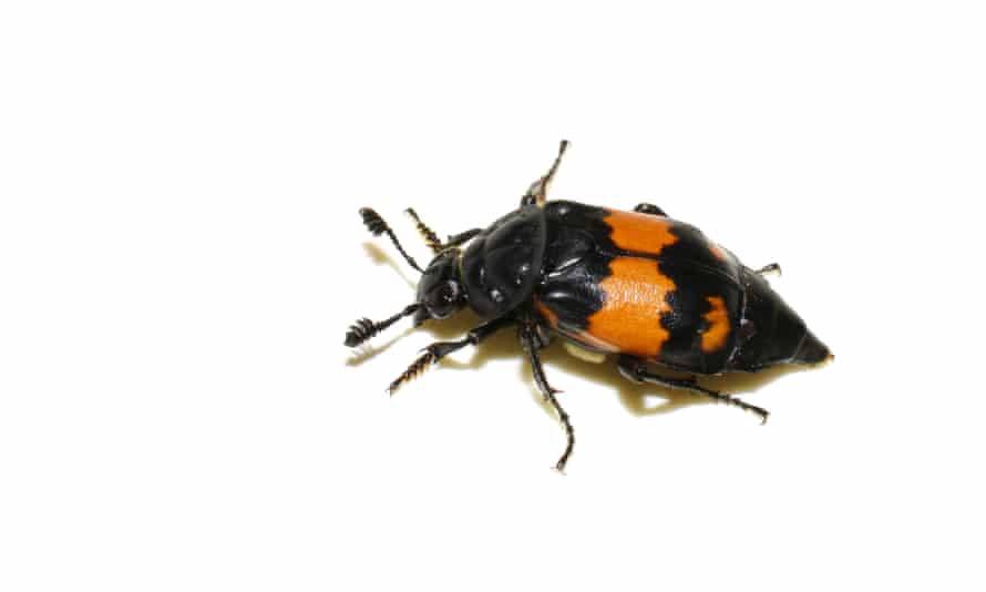 Der Aaskäfer Nicrophorus investigator, ein Insekt mit einem schwarzen Körper mit horizontalen orangefarbenen Flecken, die über seinen Bauch spritzten.