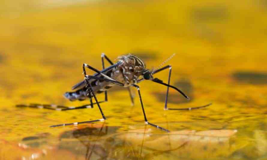 Eine Aedes japonicus-Mücke ruht auf der Oberfläche des gelblichen Wassers, aus dem sie gerade aufgetaucht ist.