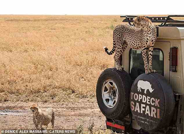 Die Gepardin patrouillierte zusammen mit ihrer Tochter, links im Bild, durch das Wildreservat