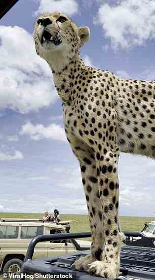 Der Gepard war auf ein offenes Safarifahrzeug geklettert, um einen besseren Überblick über die Umgebung zu bekommen