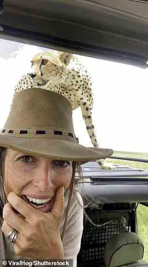 Serena Van Staden gelang ein unglaubliches Selfie mit einer Gepardenmutter, die nur Zentimeter über ihrem Kopf in der Serengeti, Tansania, stand
