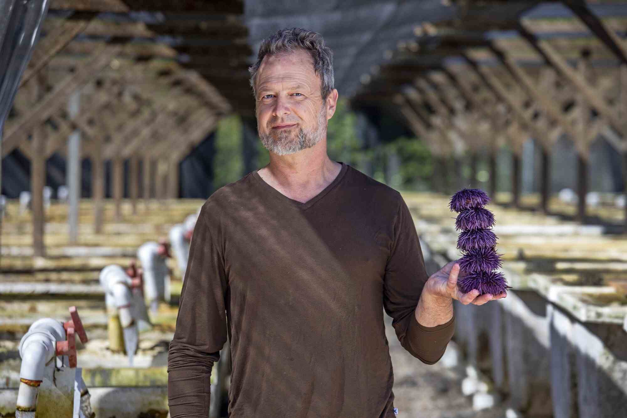 Ein Mann hält einen Stapel von fünf lila Seeigeln.