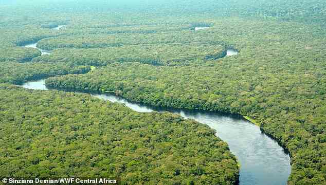 Der Salonga-Nationalpark (im Bild) in der Demokratischen Republik Kongo ist Afrikas größtes tropisches Regenwaldreservat