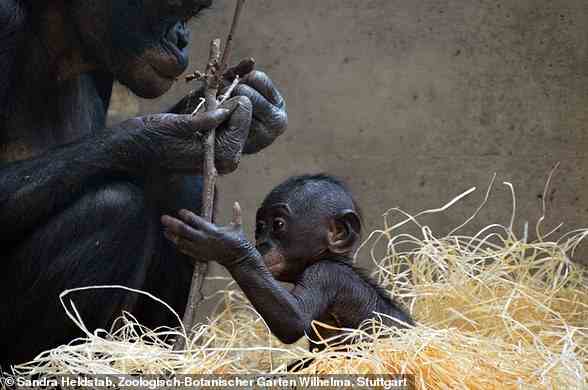 Menschenaffen wie diese Bonobos haben große Gehirne wie Menschen und können daher sehr geschickte Geschicklichkeit erlernen