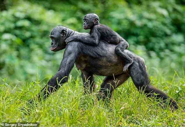 Der Bonobo ist eine vom Aussterben bedrohte Art von Menschenaffen, eine der beiden Arten, die zur Gattung „Pan“ gehören