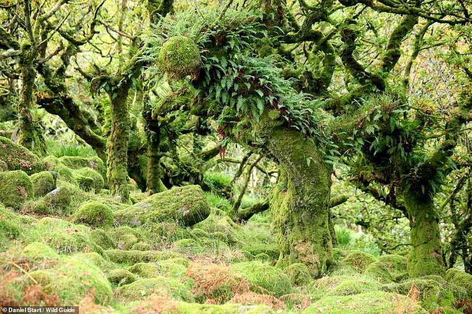 WISTMAN'S WOOD, TWO BRIDGES, DEVON: According to the book, Wistman's Wood is 'the most famous of Dartmoor's original ancient forests'. What can you expect from a visit? 'Mossy boulders, twisted trees and an otherworldly atmosphere,' the tome reveals. Coordinates: 50.5779, -3.9611