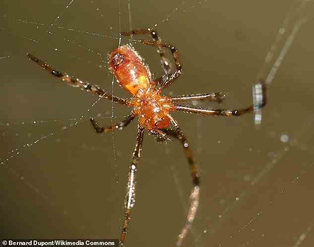 Anelosimus eximius (hier in Französisch Guyana abgebildet) ist eine Art soziale Spinne.  Kolonien bestehen aus Tausenden von Spinnen