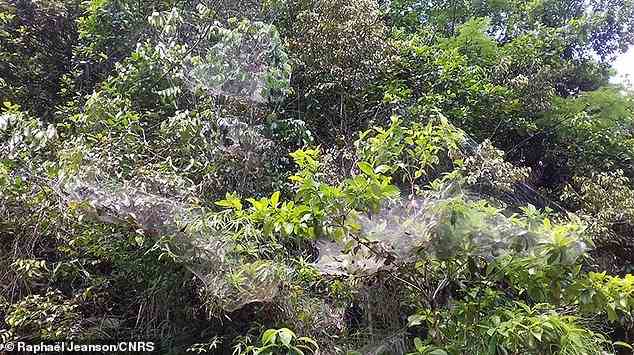 Soziale Spinnenkolonie (Anelosimus eximius) in Französisch Guyana.  Soziale Spinnen zeichnen sich dadurch aus, dass sie in großen Kolonien zusammenleben, beim Beutefang zusammenarbeiten, sich die elterlichen Pflichten teilen und selten von ihren korbförmigen Nestern abweichen