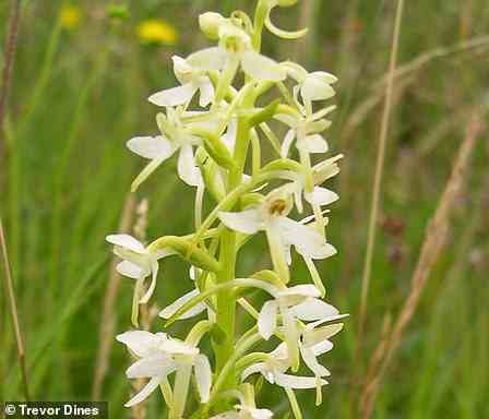 Die weiß blühende Orchidee ist auf 75 Prozent der Landschaft verloren gegangen