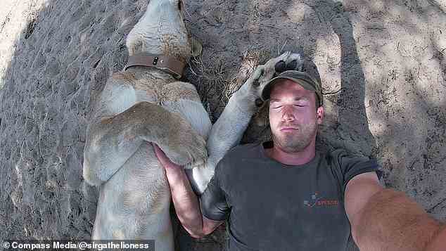 Sirga streckt mit einer riesigen Pfote auf Herrn Grueners Kopf aus, wenn sie in Botswana unter einem Baum ein Nickerchen machen