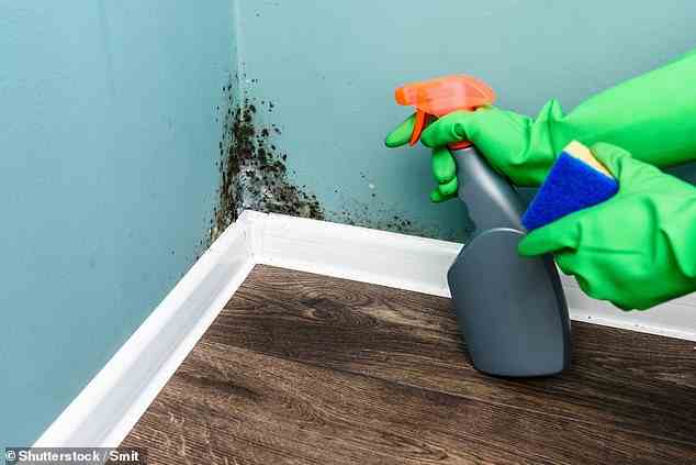 With the east coast of Australia being hit with torrential rain over the past few weeks, health experts have warned about the dangers of mould growing in humid conditions