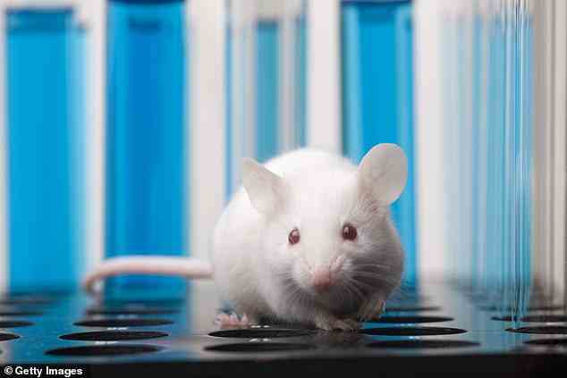 Einige der Mäuse, die mit den Arzneimittelfabriken wegen ihres Krebses behandelt wurden, wurden innerhalb einer Woche geheilt (Aktenfoto)