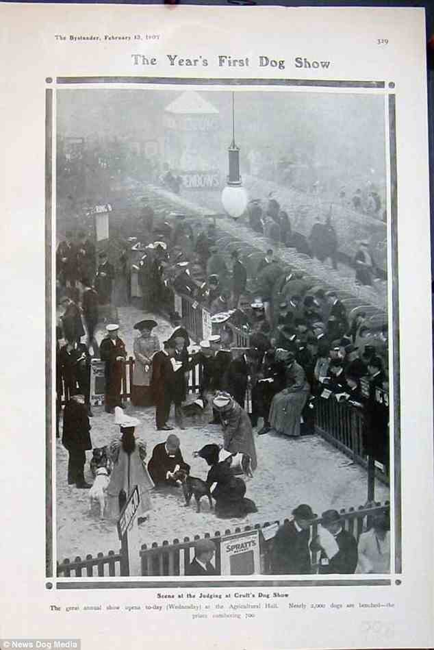 Crufts, das 1891 von Charles Cruft in Islington im Norden Londons gegründet wurde, wurde letztes Jahr wegen Covid abgesagt.  Im Bild: Eine Anzeige für die Cruft's Dog Show, die 1907 in der Agricultural Hall, Islington, stattfand