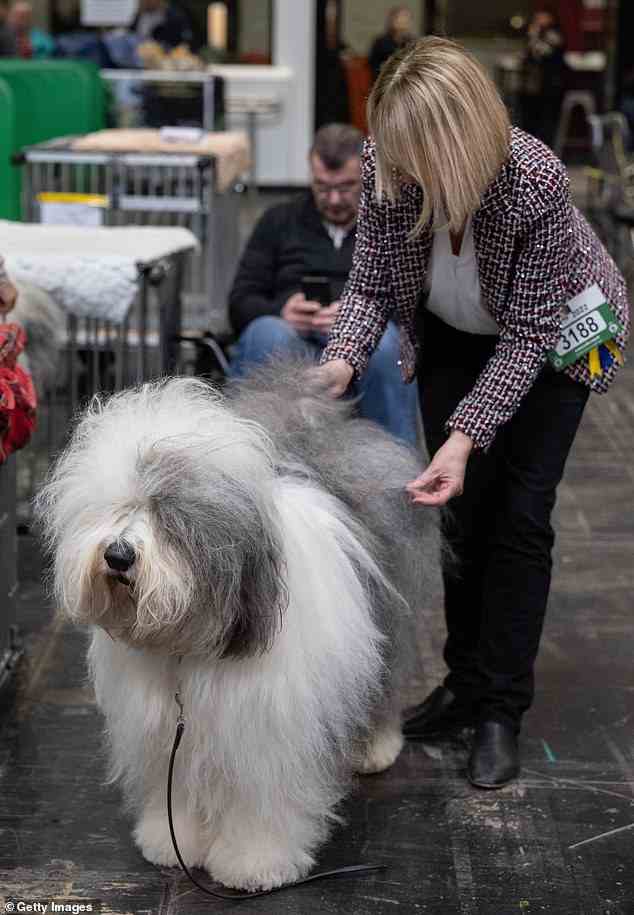 Am ersten Tag der Crufts 2022 wird ein Old English Sheepdog gepflegt