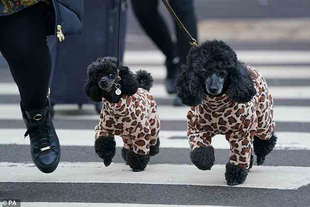 Ein Paar Zwergpudel trug am ersten Tag der Crufts Dog Show 2022 einen Leopardenprint