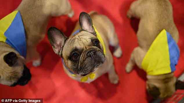 Solidarität: Drei französische Bulldoggen tragen die ukrainischen Farben auf der Crufts-Show in Birmingham