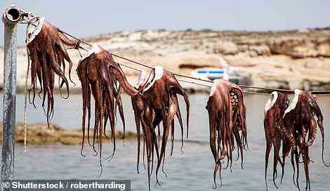 Oben: Frisch gefangene Oktopusse beim Austrocknen in Milos