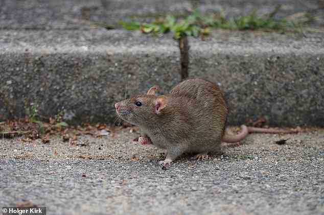 Abgebildet ist die norwegische Wanderratte (Rattus norvegicus) – eine weit verbreitete Rattenart und die vorherrschende Ratte in Europa und weiten Teilen Nordamerikas