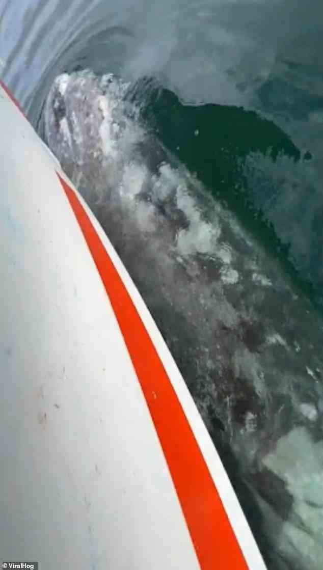 Lory Barra erwischte den Wal, wie er das Boot aus dem Wasser hob und mit ihm in den Pazifischen Ozean fuhr